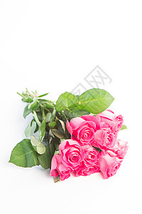 粉红玫瑰花团说谎植物树叶花束绿色粉色花瓣叶子图片