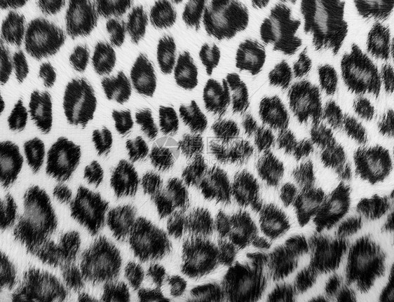 单色豹粉笔打印图片