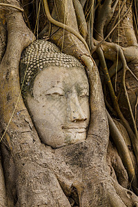 旧树上的佛头树干地标树根精神榕树宗教佛教徒红砖文化纪念碑图片
