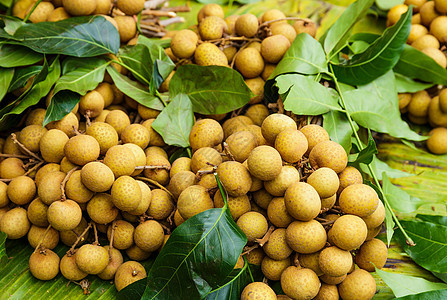 水果市场Longan桂圆龙眼花束绿色热带种子图片