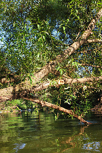 森林河现场溪流全景反射风景叶子荒野苔藓环境瀑布墙纸图片