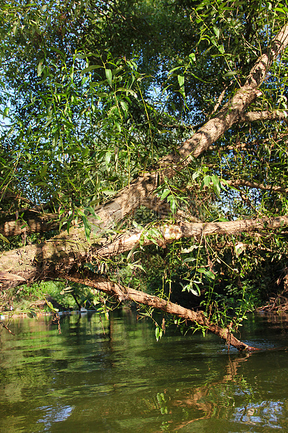森林河现场溪流全景反射风景叶子荒野苔藓环境瀑布墙纸图片