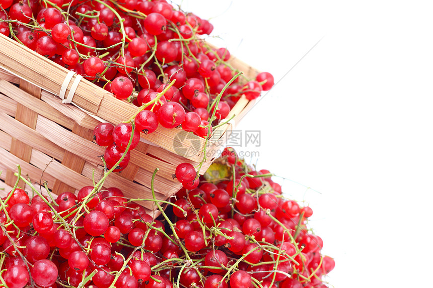 收获的红色草原水果植物团体浆果篮子甜点柳条收成饮食醋栗图片