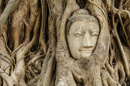 旧树上的佛头纪念碑宗教红色文化雕像树根佛教徒寺庙树干榕树图片