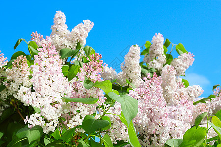 粉粉花季节蓝色衬套天空粉色花园紫色紫丁香绿色植物群图片