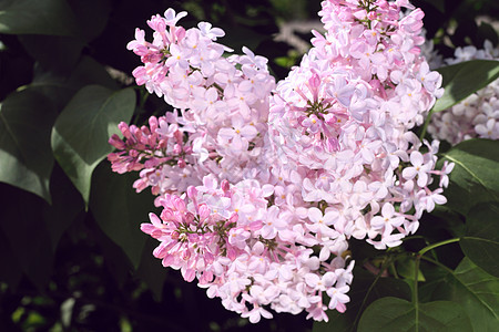 粉粉花粉色绿色叶子花园植物季节衬套紫色植物群图片