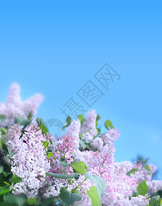 粉粉花紫丁香花园植物群粉色叶子蓝色天空季节绿色衬套图片