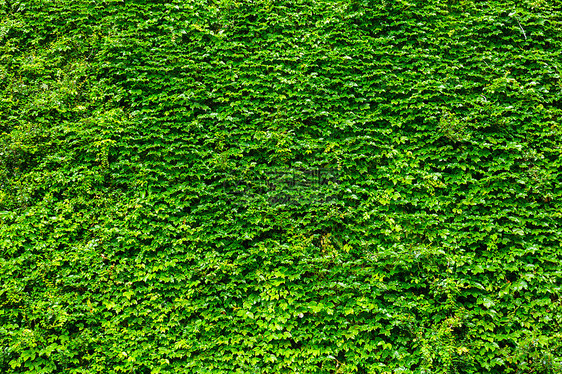 绿色植物墙壁绿色植物藤蔓图片
