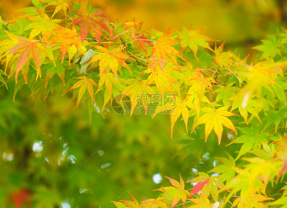 花木树环境树叶黄色枫树叶子枫叶红色背景金枫图片