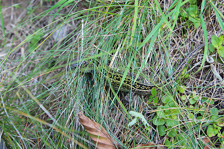 绿色蜥蜴在绿草中爬行图片