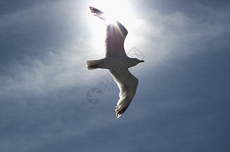 先生古尔海鸟阳光形目动物鸥科银鸥航班辉煌蓝色图片