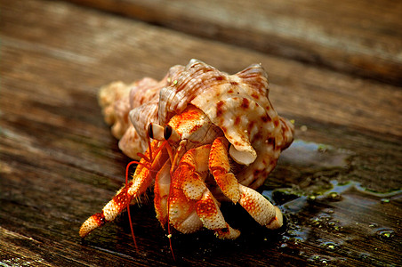 一盘螃蟹蟹木板宏观背景风化野外动物水平海滩海洋螃蟹宠物背景