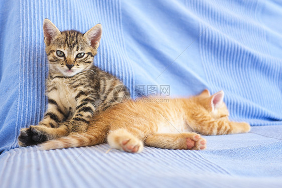沙发上的小猫咪食肉宠物小猫哺乳动物猫科动物晶须婴儿猫咪血统图片