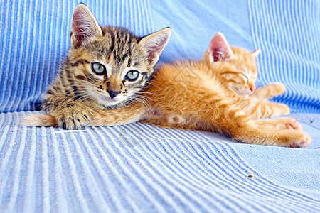 沙发上的小猫咪晶须猫咪血统猫科哺乳动物橙子食肉动物婴儿小猫图片