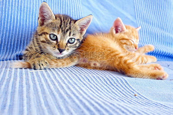 沙发上的小猫咪晶须猫咪血统猫科哺乳动物橙子食肉动物婴儿小猫图片