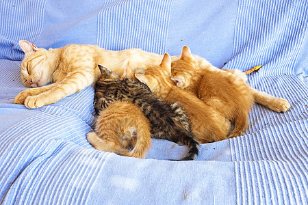 母猫 小小猫咪小猫猫科橙子母亲食肉晶须毛皮动物哺乳动物宠物图片