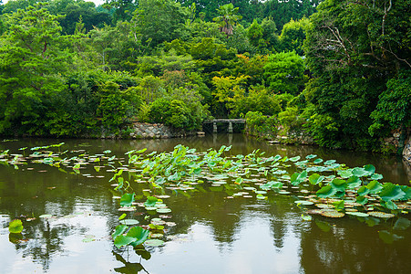 Zen花园建筑学树叶园艺哲学冥想百合软垫锦鲤天空池塘图片