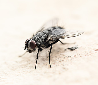 屋内飞翔动物驱虫剂黑色昆虫学红色眼睛昆虫生物学水平野生动物图片