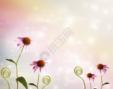 Echinacecea和植物棉条图片