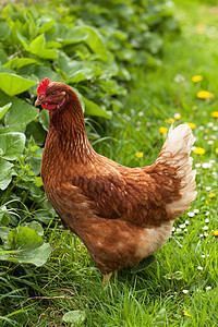 草地上的鸡肉母鸡羽毛农村绿色农场范围动物免费背景图片