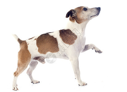 杰克 鲁塞尔梯列宠物犬类白色猎狗警觉棕色爪子动物工作室背景图片