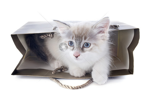 手工艺的婴儿小猫宠物动物眼睛工作室灰色工艺发挥蓝色猫科图片