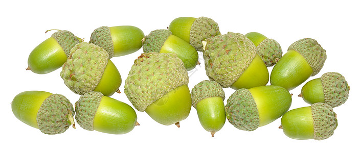 绿橡树橡子坚果白色团体水果橡木绿色季节种子图片