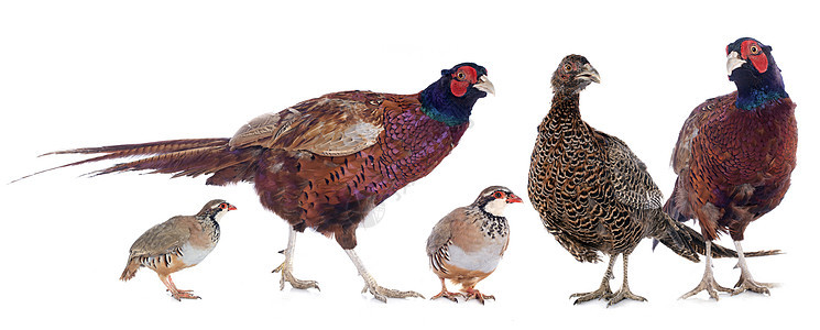 游戏鸟红腿鹧鸪打猎野生动物羽毛动物女性野鸡工作室运动背景图片