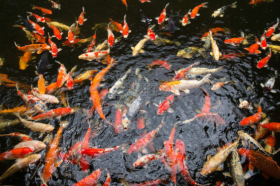 鱼类黄色食物鲤鱼收成营养闲暇钓鱼栖息地池塘动物群图片