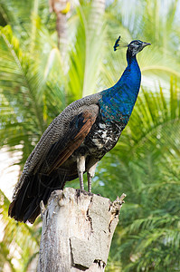 孔雀跳舞羽毛动物公鸡水平野生动物仪式活力蓝色展览图片