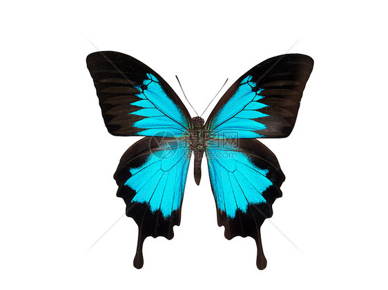 蝴蝶翅膀昆虫野生动物天线宏观动物脆弱性环境活力生物学图片