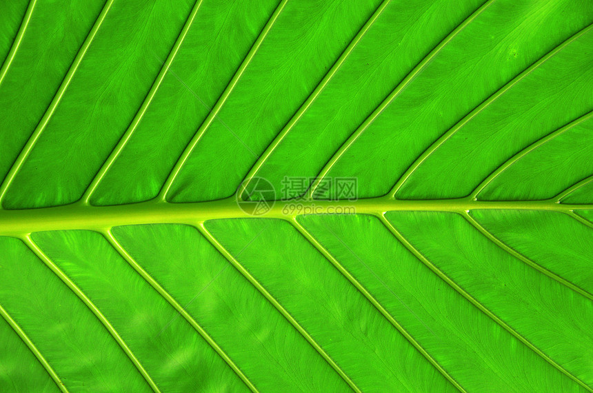 树叶背景健康光合作用生长植物戏剧性概念宏观环境绿色生态图片