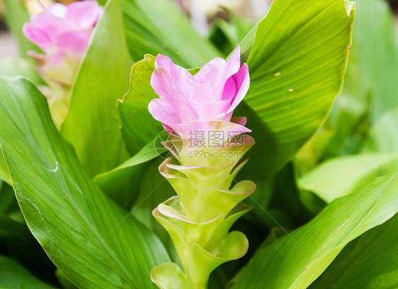 暹罗郁金花或郁金香森林叶子花瓣父母植物群生活生长花园中介人图片