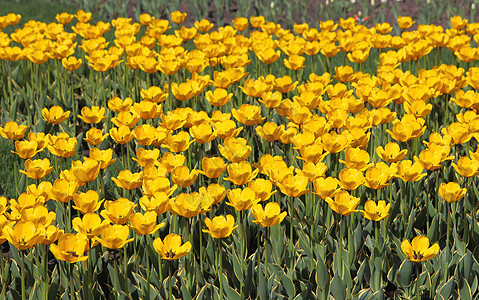 黄色郁金色字段多样性场地季节园艺农场快乐植物孤独草地图片