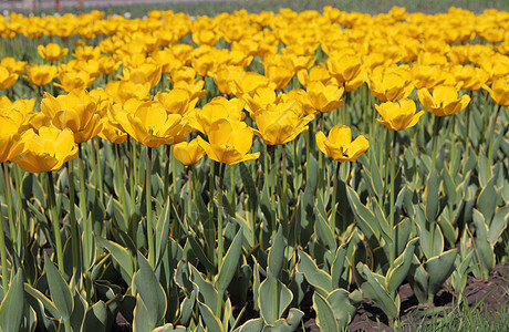 黄色郁金色字段孤独园艺个性人群草地农场季节场地郁金香植物图片