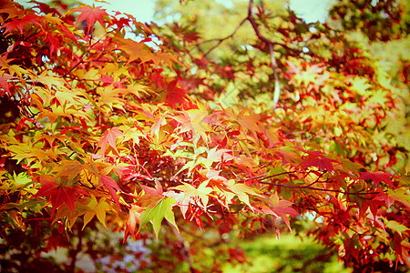 花园中的秋叶树叶 具有反转过滤效应公园森林荒野红色日光木头阳光分支机构叶子晴天图片