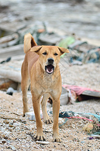 烤狗犬动物流浪狗生活孤独海滩攻击警卫朋友危险哺乳动物图片