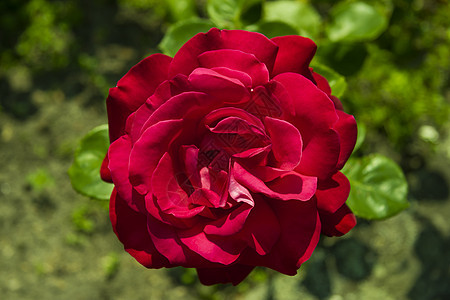 红玫瑰叶子花瓣红色美丽花园香味公园园艺玫瑰季节图片