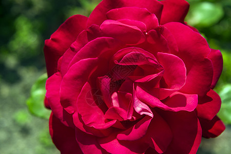 红玫瑰玫瑰植物叶子公园花瓣季节花园香味活力园艺图片