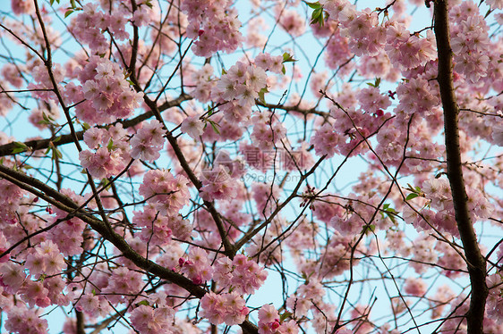 春天的春花树 带粉红花花瓣蓝色花园植物群粉色晴天玫瑰公园樱花花朵图片