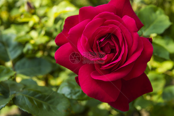 红玫瑰生长花瓣园艺植物花园美丽叶子红色香味公园图片