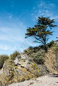 悬崖上有松树的景观地质学自然海景旅游砂石游客编队植物公园海洋图片