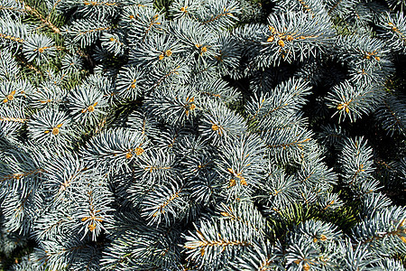 蓝淡森林松树针叶蓝色公园绿色云杉旅行植物学枝条图片