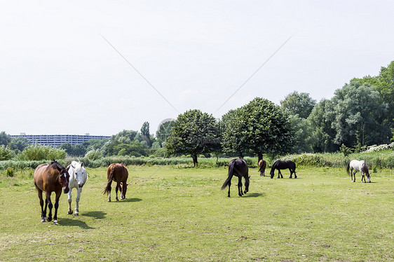 马群马具黑色鬃毛天空板栗马术场地草地白色绿色图片