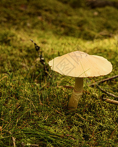 林地蘑菇自然界工作室摄影花草图片