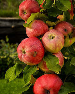 苹果自然界水果园艺花草花朵图片