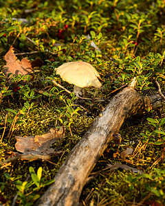 蘑菇日落菌类自然界苔藓林地花草图片