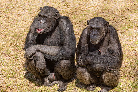 两只黑猩猩野生动物动物荒野哺乳动物灵长类图片