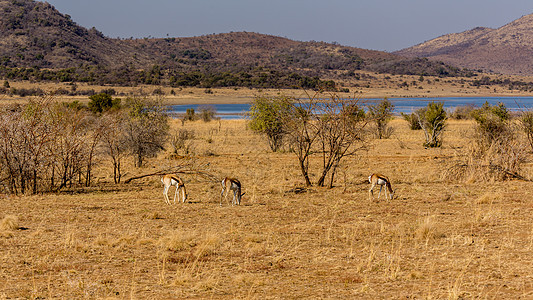 斯普林博克荒野公园跳羚动物栖息地羚羊沙漠哺乳动物野生动物大草原图片