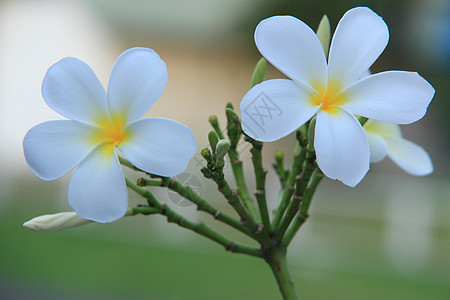 管道花束邀请函温泉茉莉花热带植物植物学香味卡片鸡蛋花图片